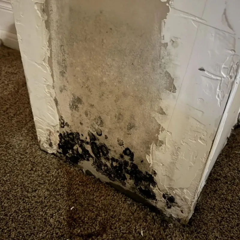 Professional Mold Removal in Effort, PA
